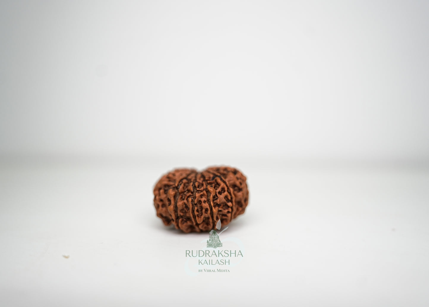 11 Mukhi Nepali Rudraksha - 1101