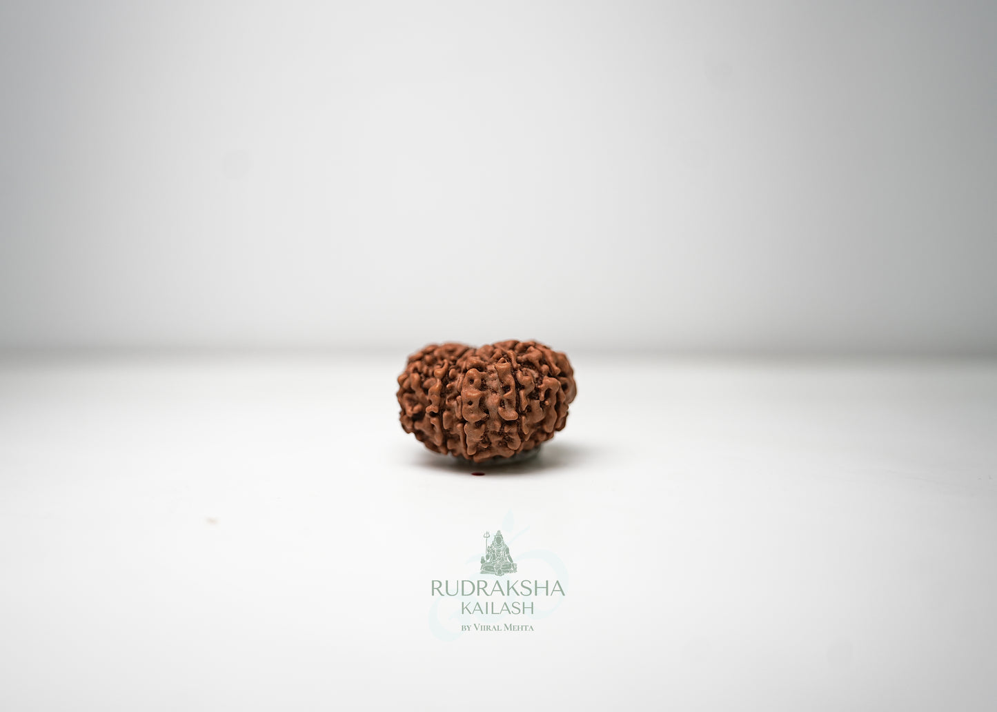 11 Mukhi Nepali Rudraksha - 1105