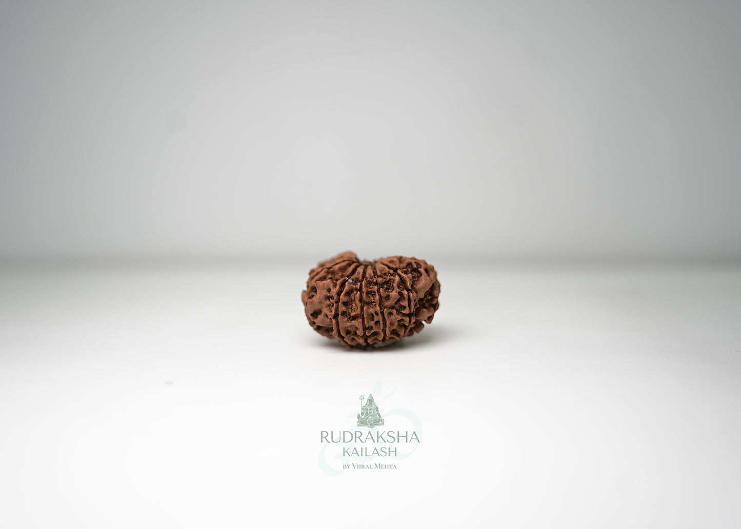 11 Mukhi Nepali Rudraksha - 1107