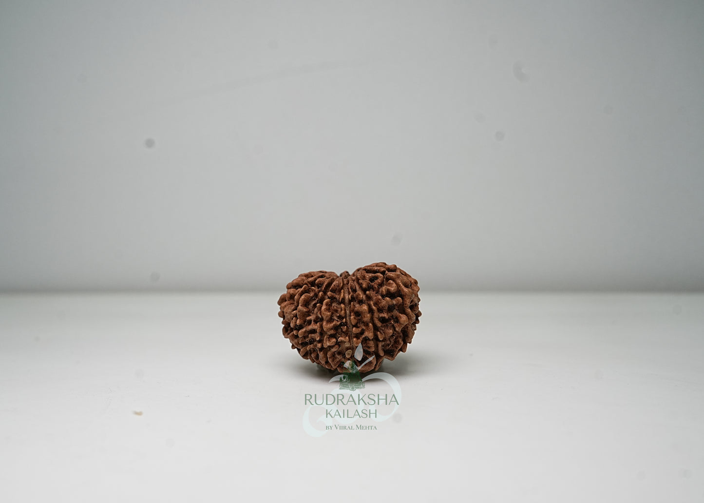 11 Mukhi Nepali Rudraksha - 1108