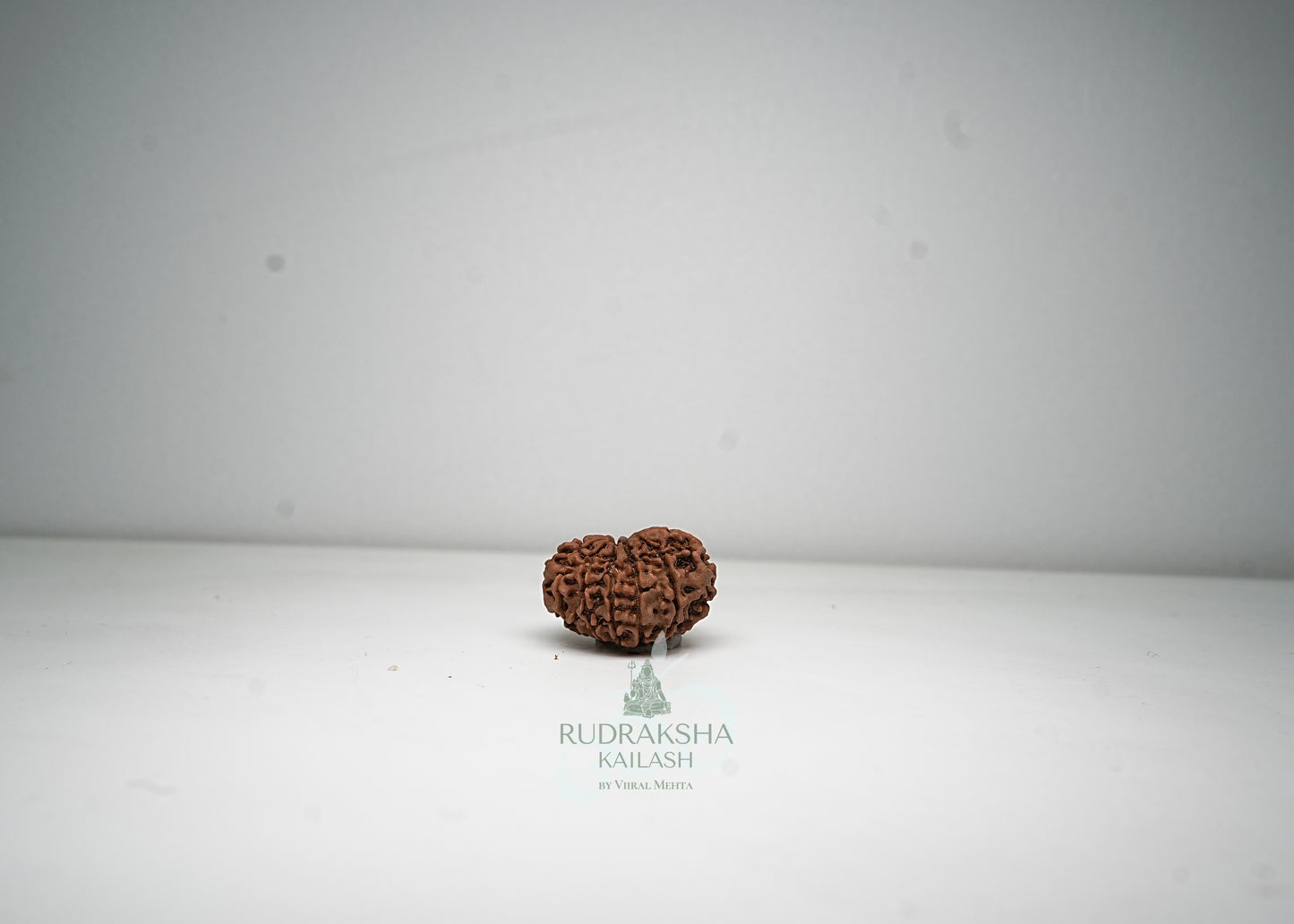 11 Mukhi Nepali Rudraksha - 1114