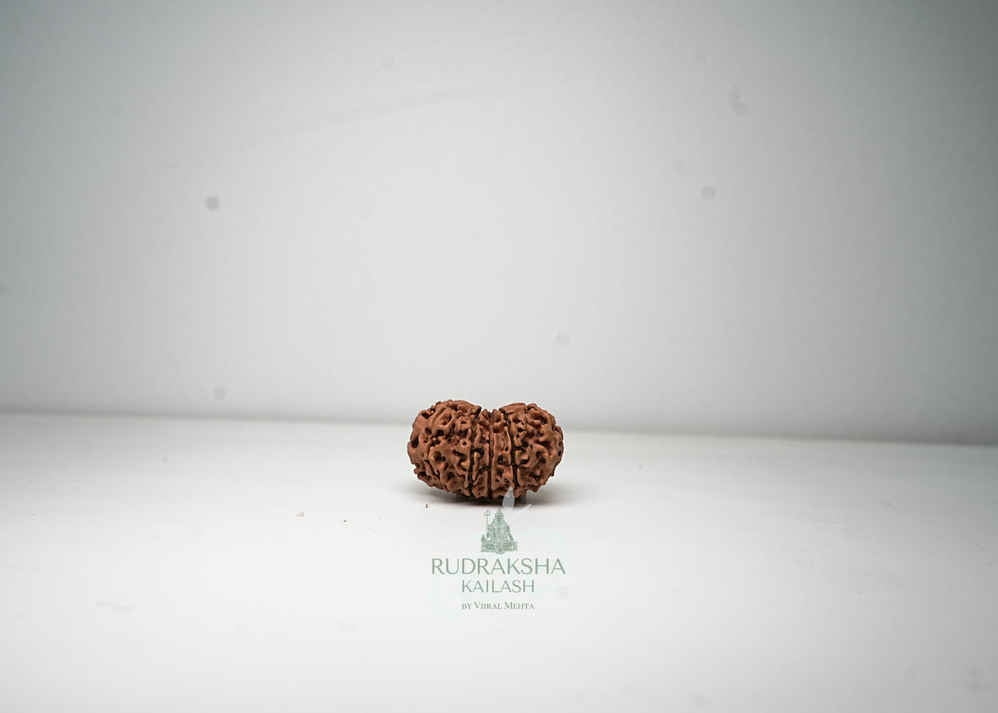 11 Mukhi Nepali Rudraksha - 1115