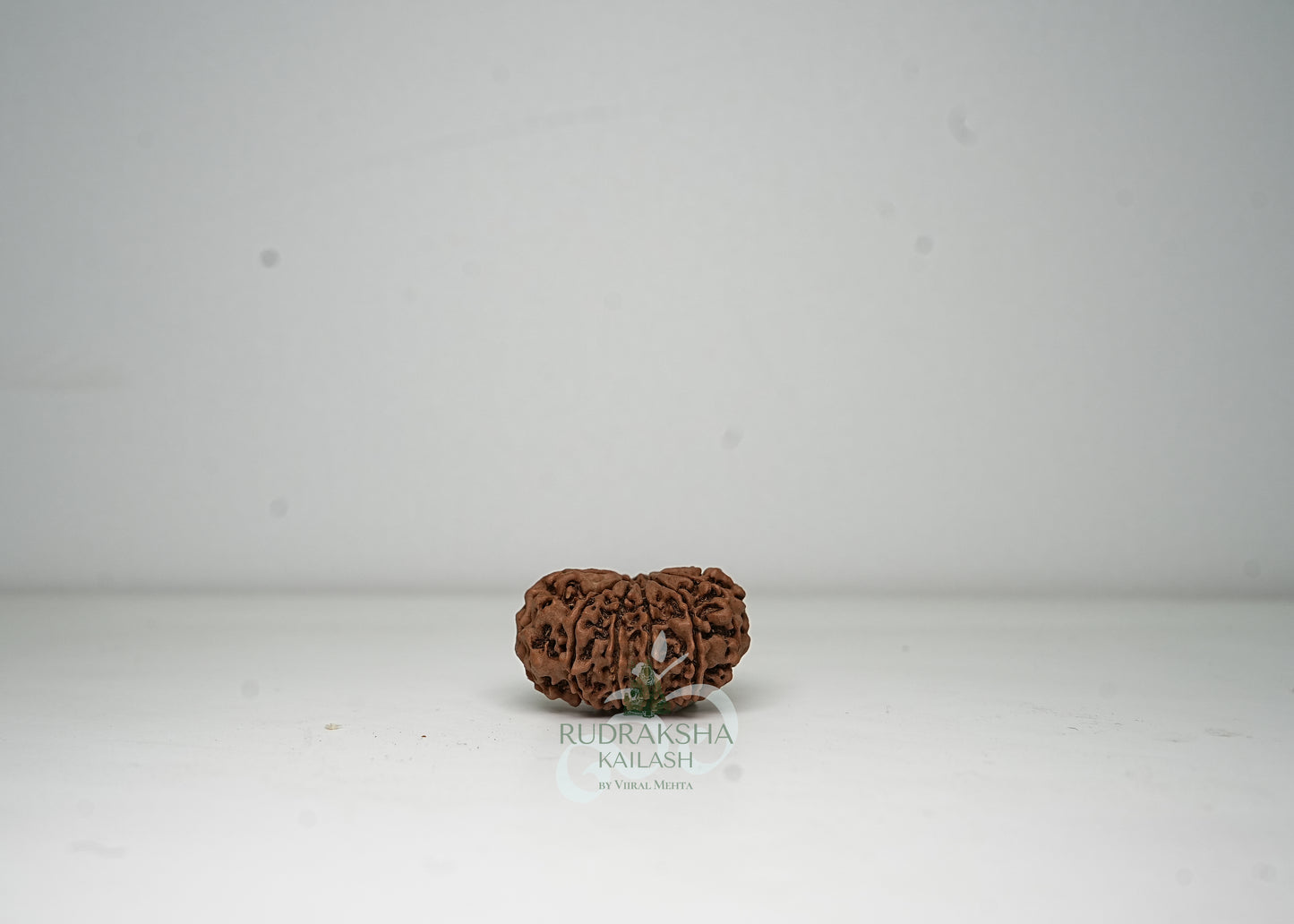 12 Mukhi Nepali Rudraksha - 1205