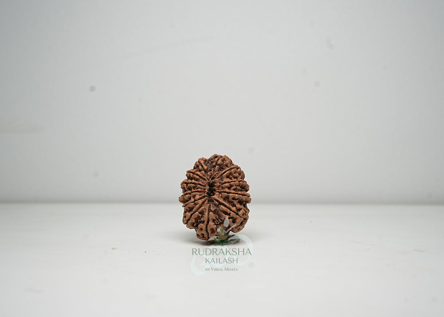 12 Mukhi Nepali Rudraksha - 1206
