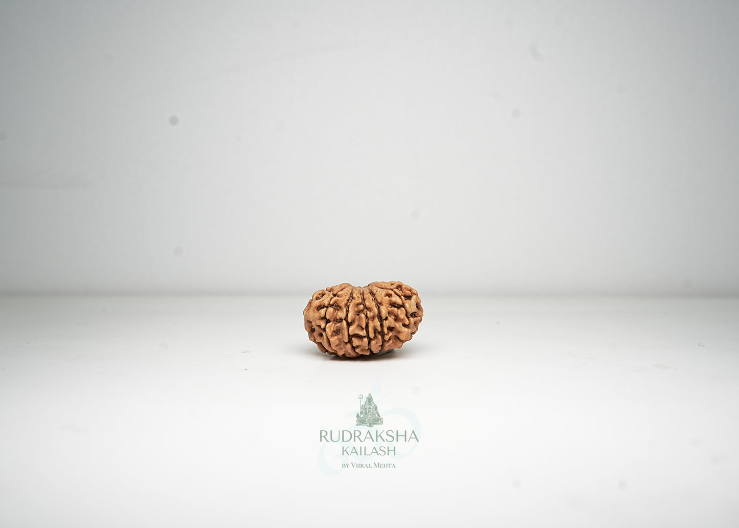 12 Mukhi Nepali Rudraksha - 1212