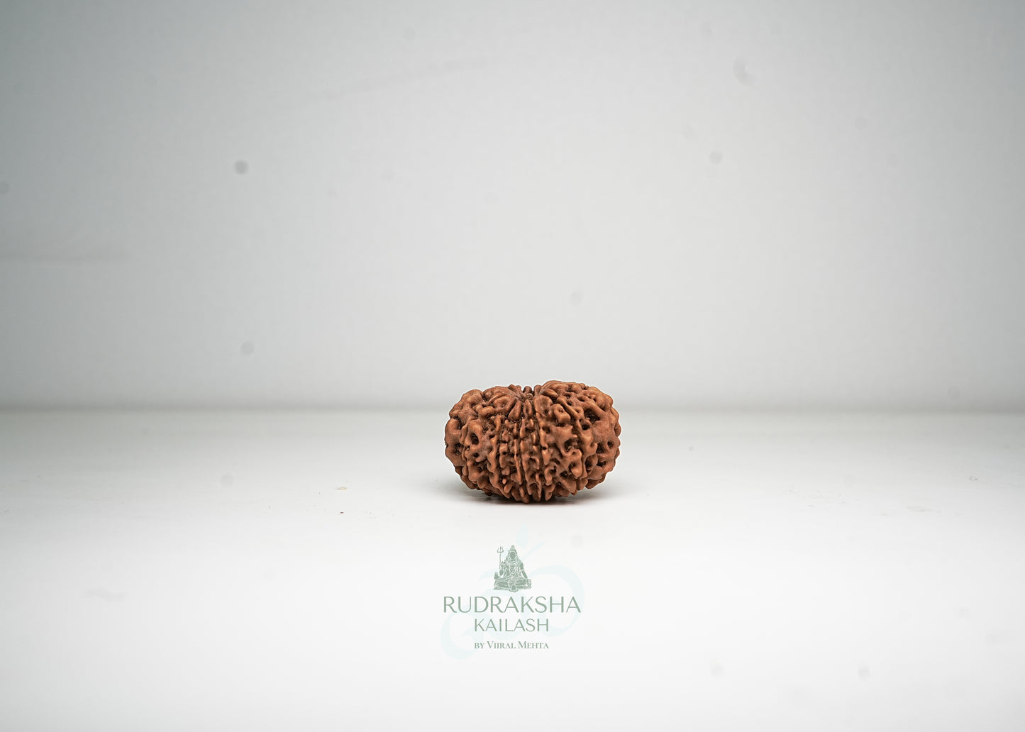 12 Mukhi Nepali Rudraksha - 1213