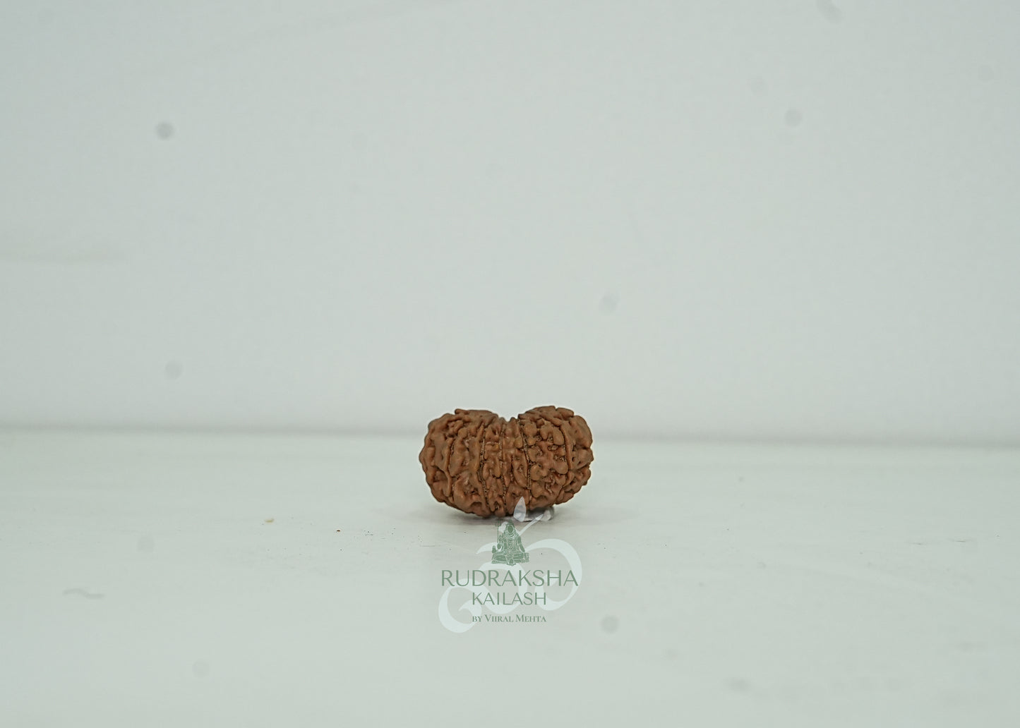 13 Mukhi Nepali Rudraksha - 1301