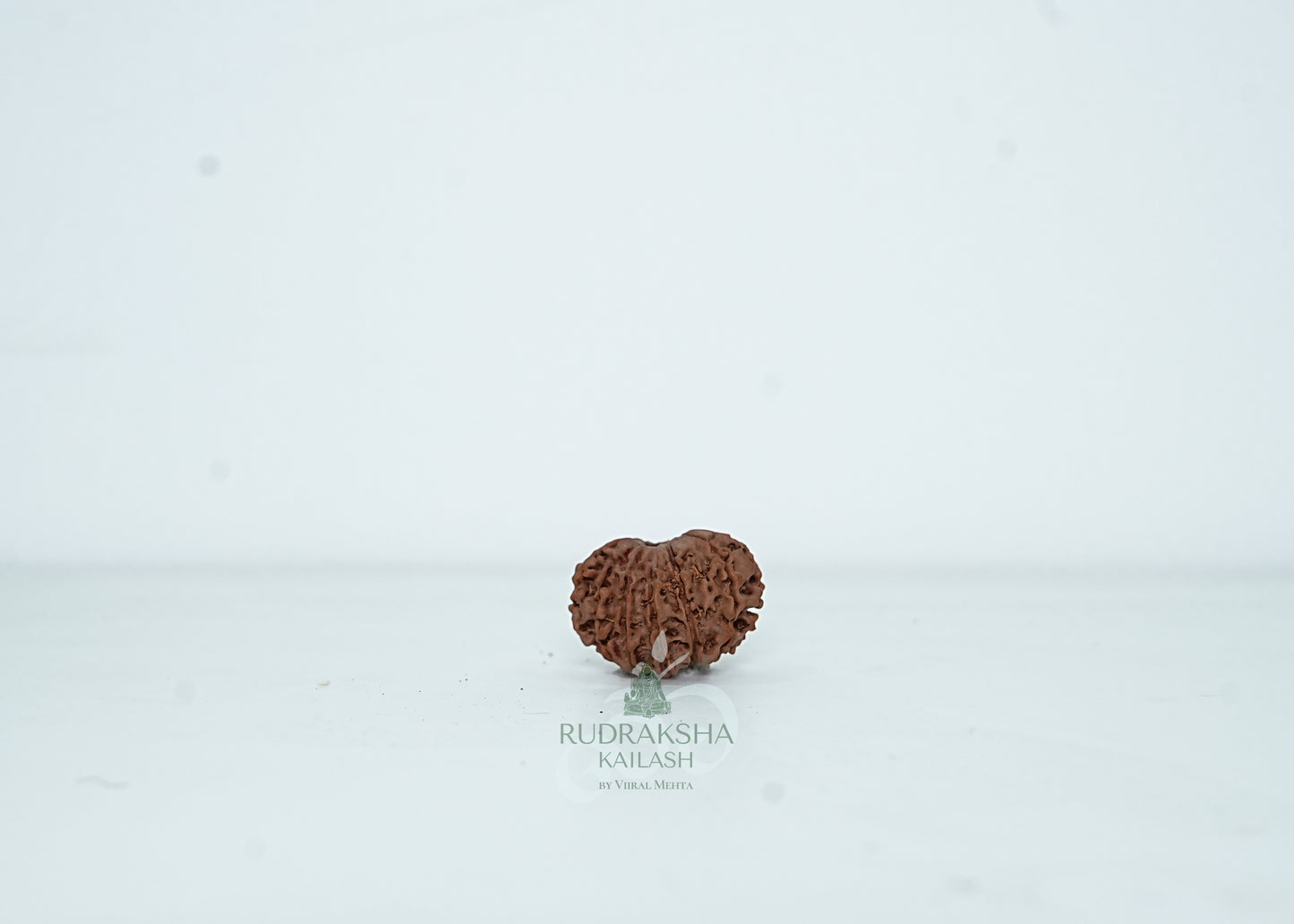 13 Mukhi Nepali Rudraksha - 1315