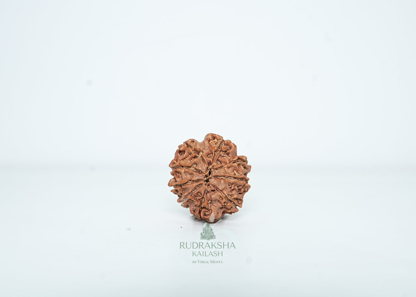 9 Mukhi Nepali Rudraksha - 0904