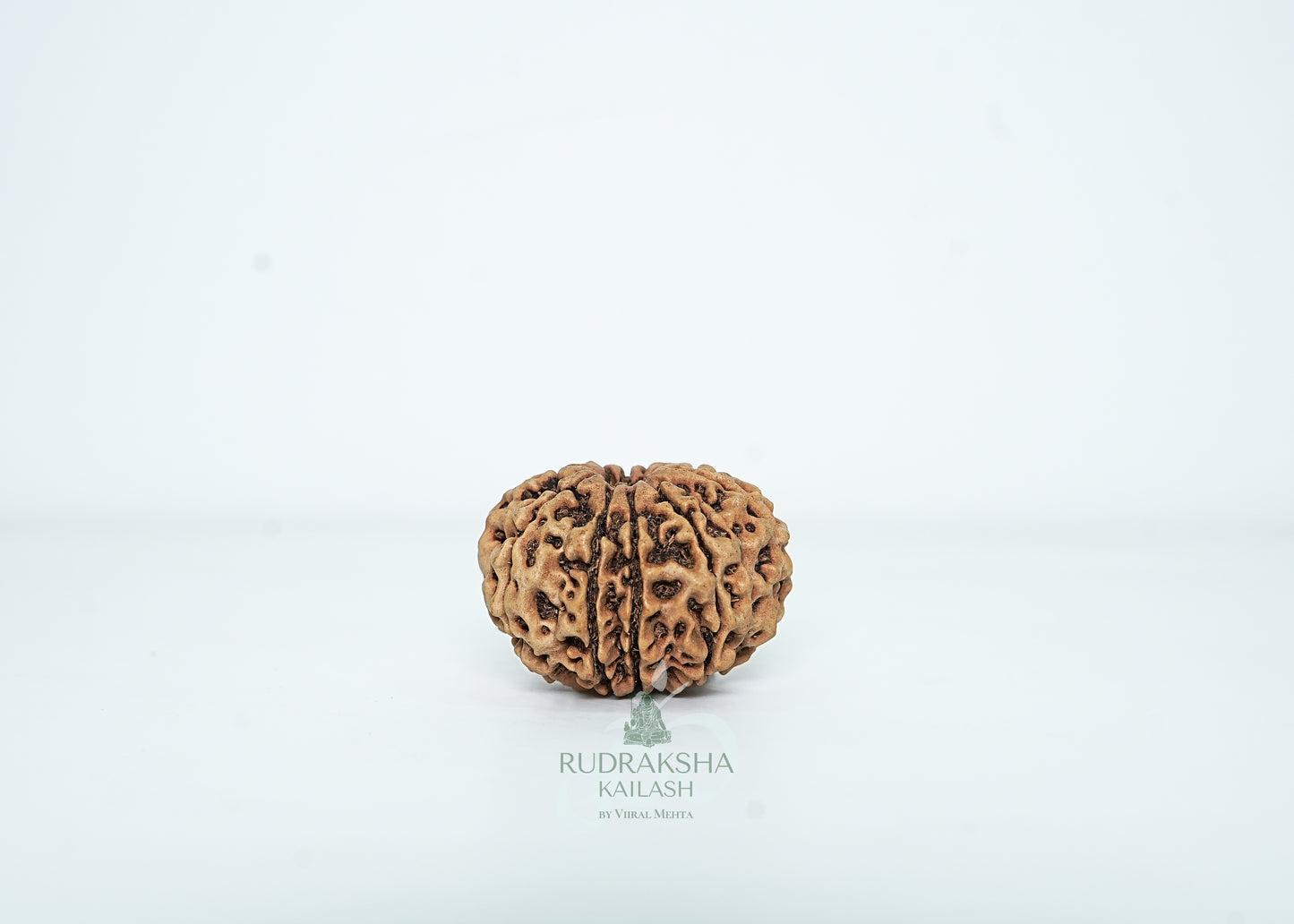 10 Mukhi Nepali Rudraksha - 1002