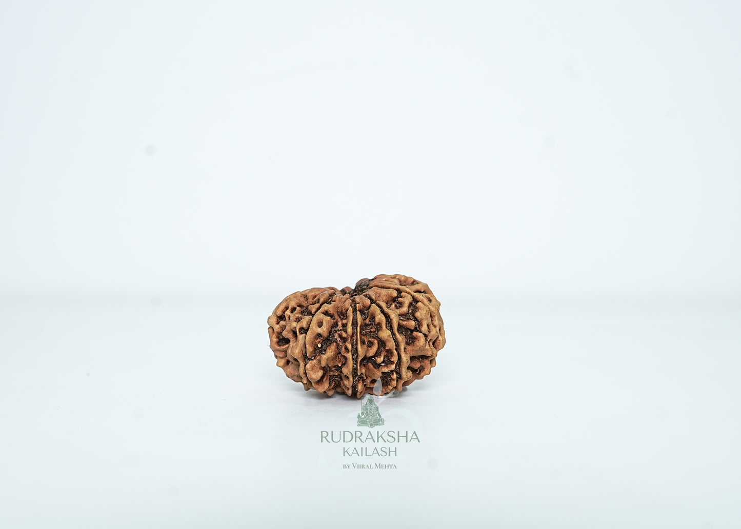 10 Mukhi Nepali Rudraksha - 1003