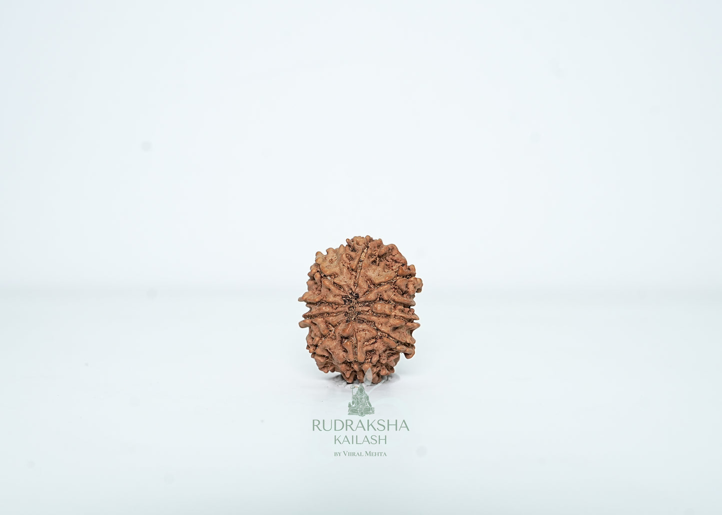 10 Mukhi Nepali Rudraksha - 1008