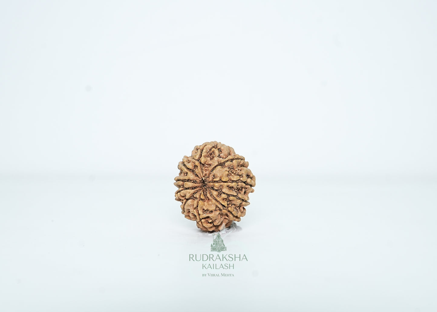 14 Mukhi Nepali Rudraksha - 1411