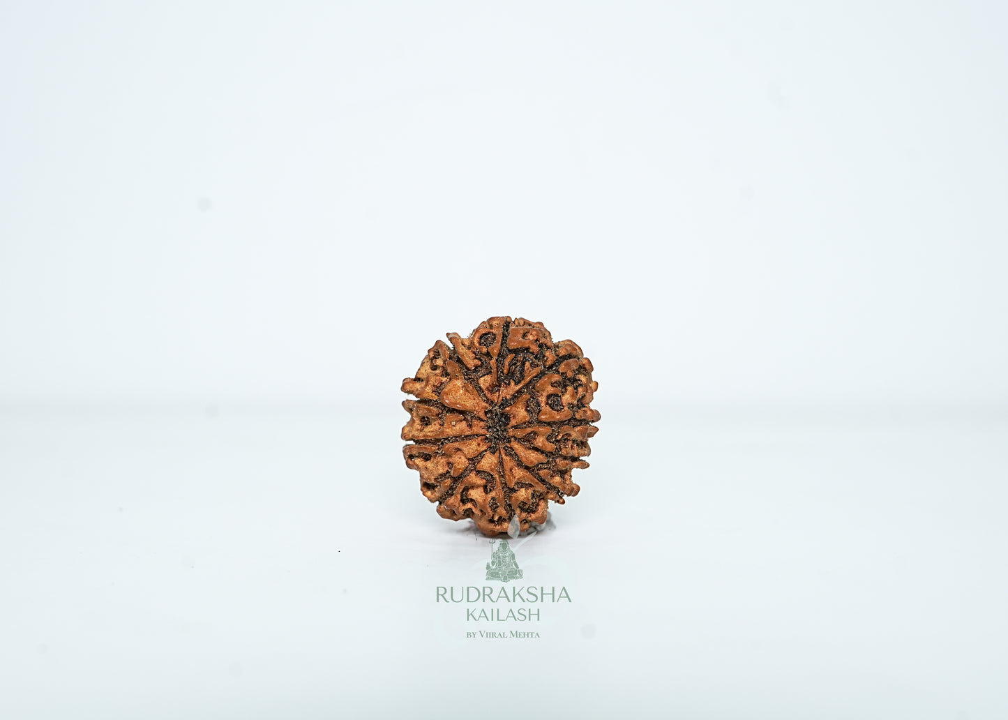 14 Mukhi Nepali Rudraksha - 1414