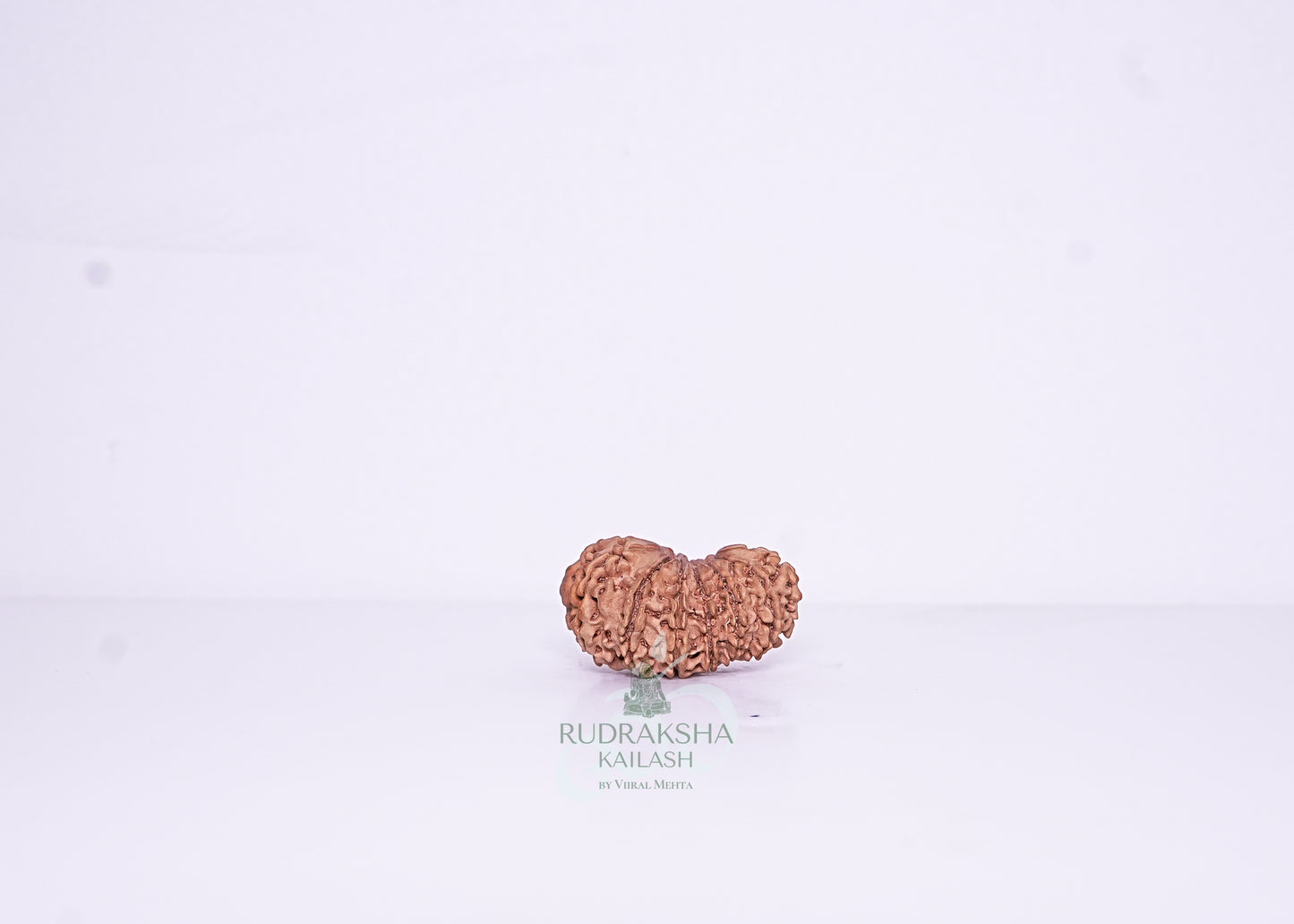 14 Mukhi Nepali Rudraksha - 1401
