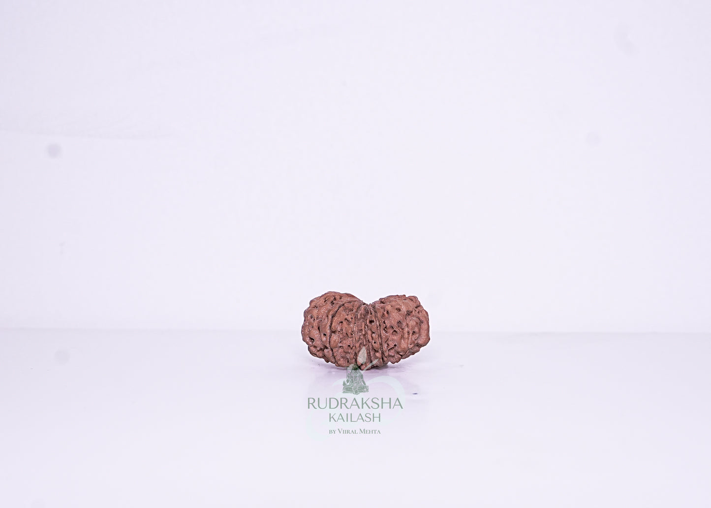 14 Mukhi Nepali Rudraksha - 1402