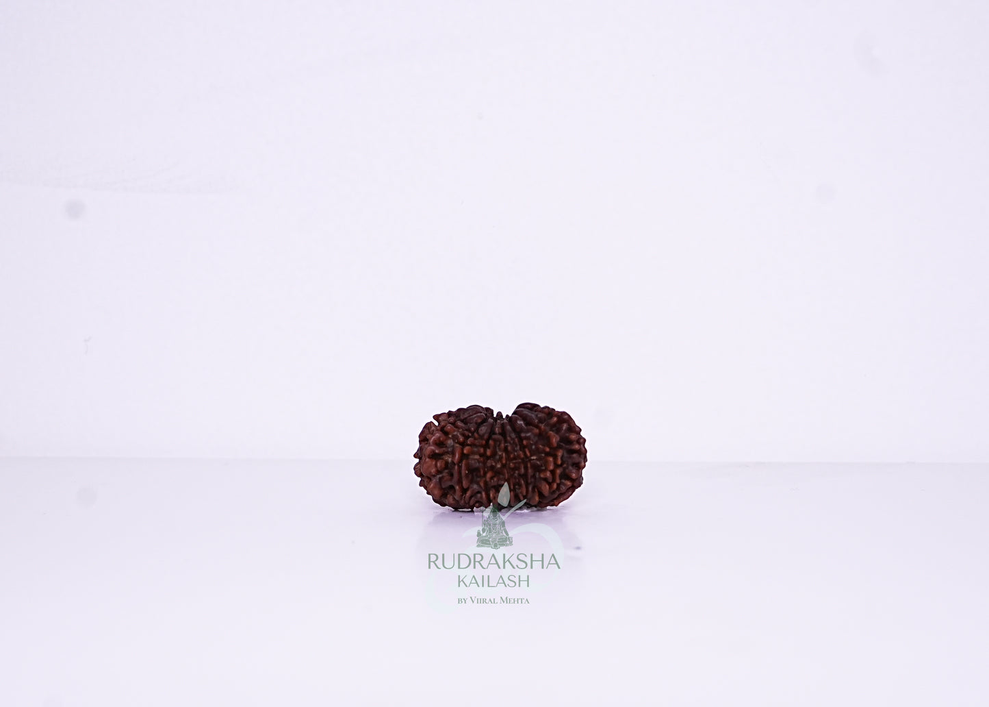14 Mukhi Nepali Rudraksha - 1409