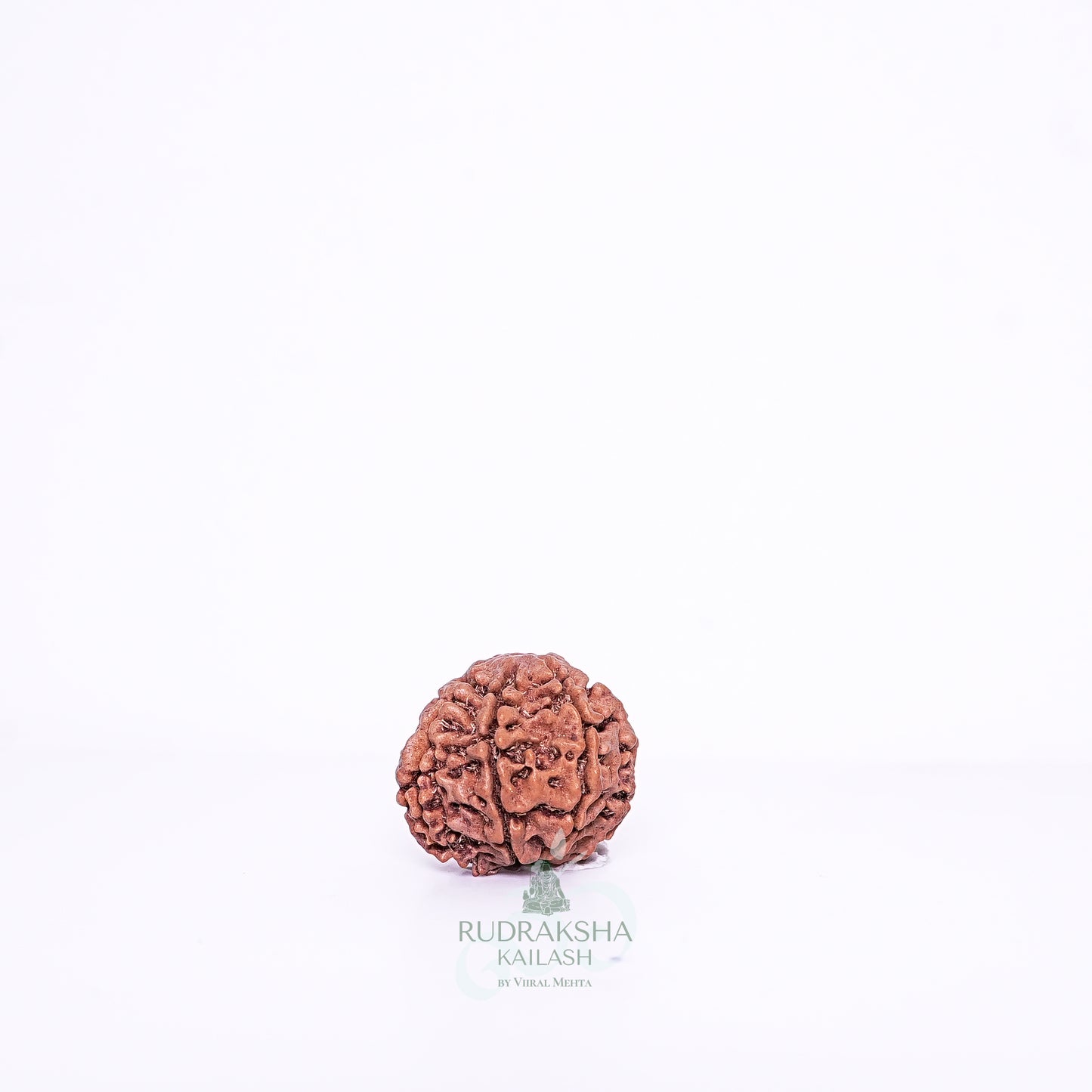 7 Mukhi Nepali Rudraksha - 0705