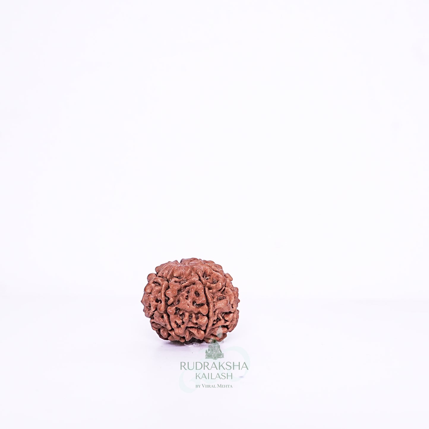 7 Mukhi Nepali Rudraksha - 0713