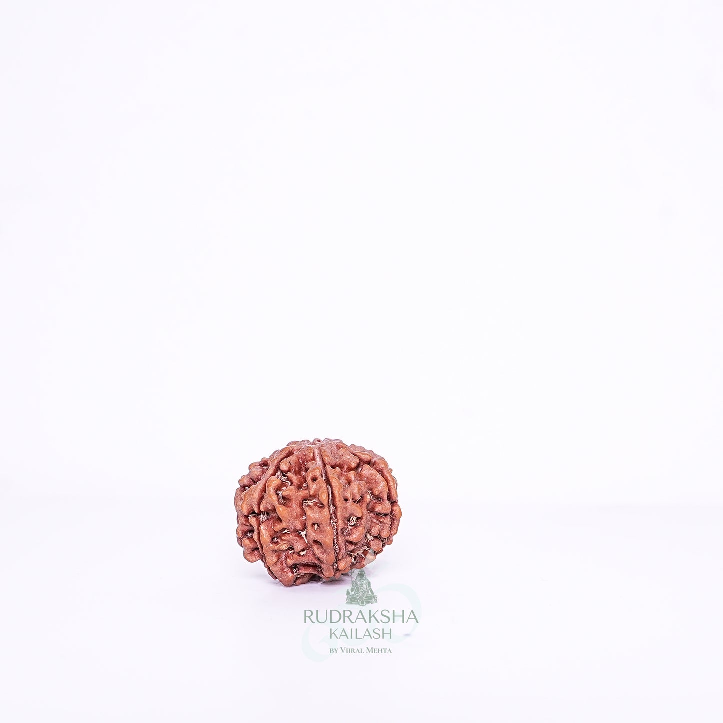 7 Mukhi Nepali Rudraksha - 0715
