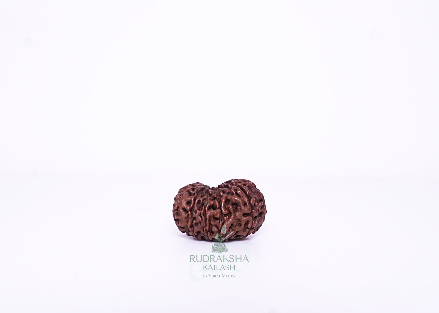 11 Mukhi Indonesian Rudraksha - 1101