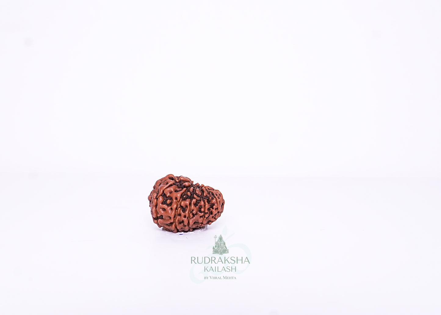 11 Mukhi Indonesian Rudraksha - 1107