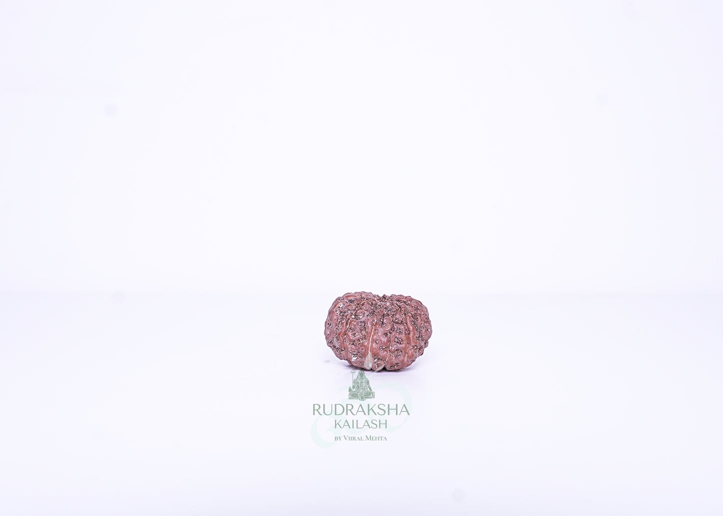 12 Mukhi Indonesian Rudraksha - 1205