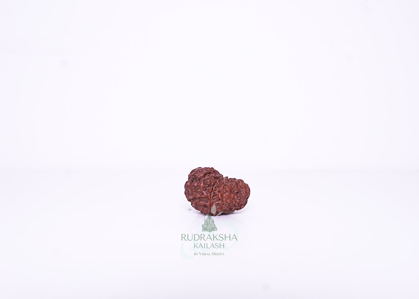 12 Mukhi Indonesian Rudraksha - 1207