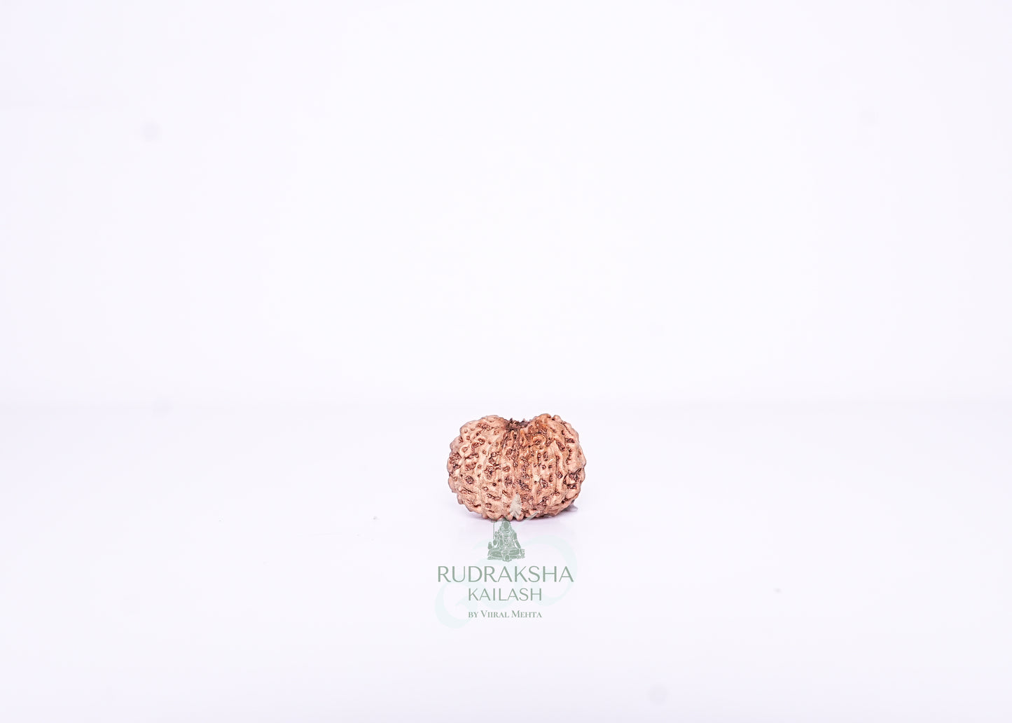 13 Mukhi Indonesian Rudraksha - 1311
