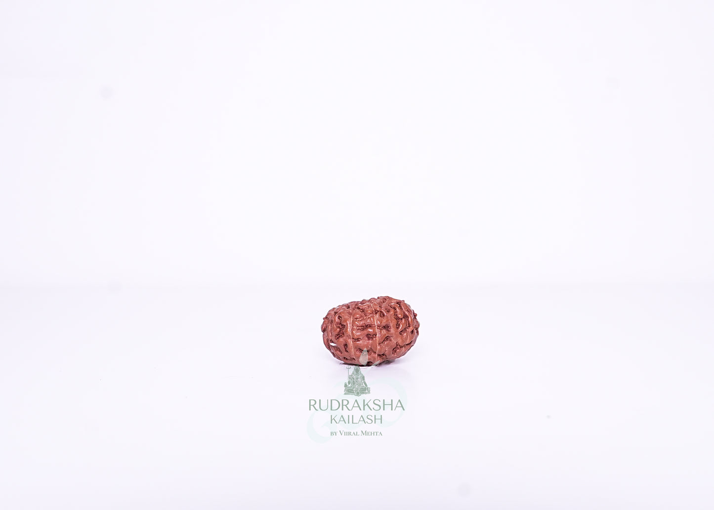 13 Mukhi Indonesian Rudraksha - 1313