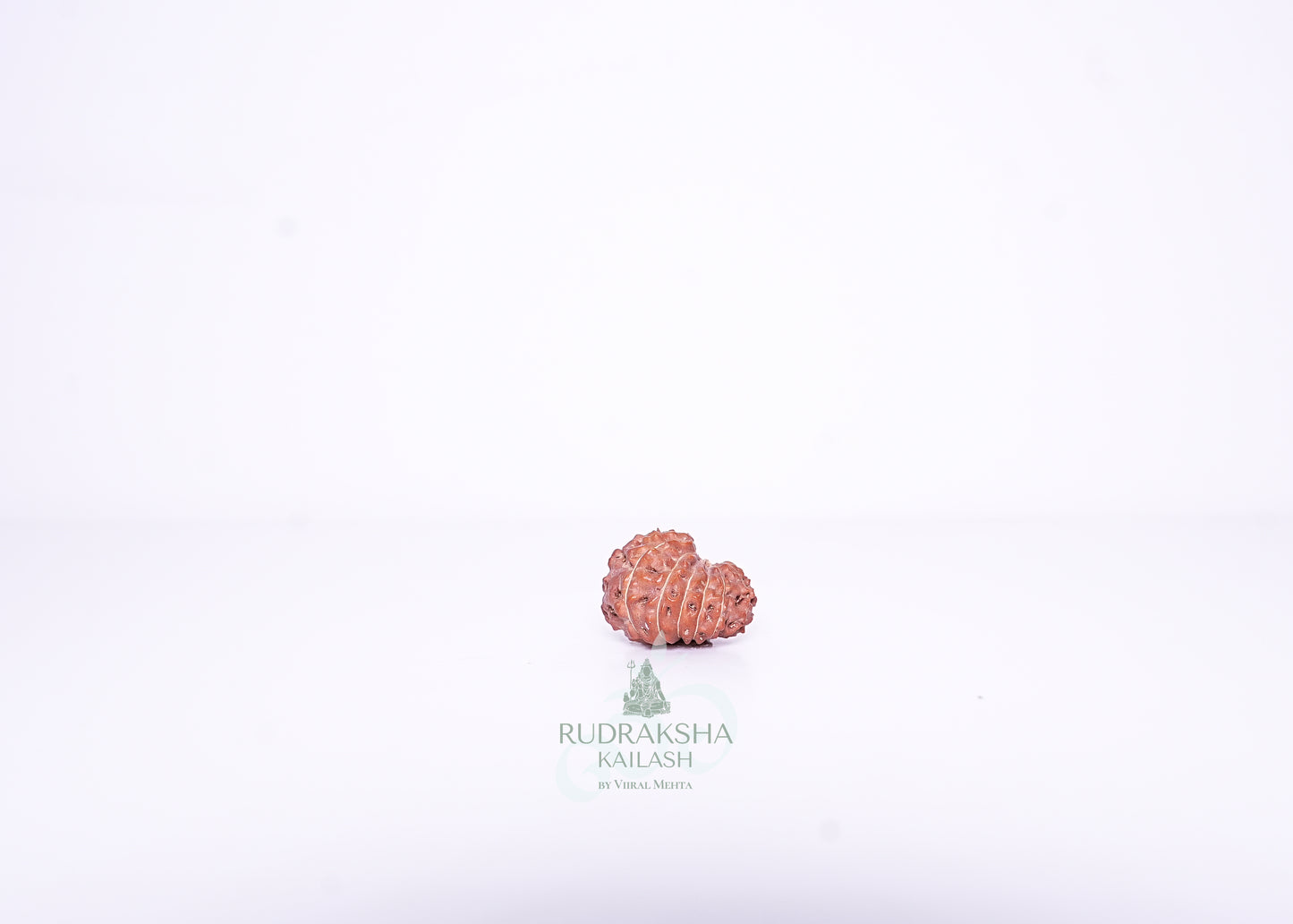 14 Mukhi Indonesian Rudraksha - 1406