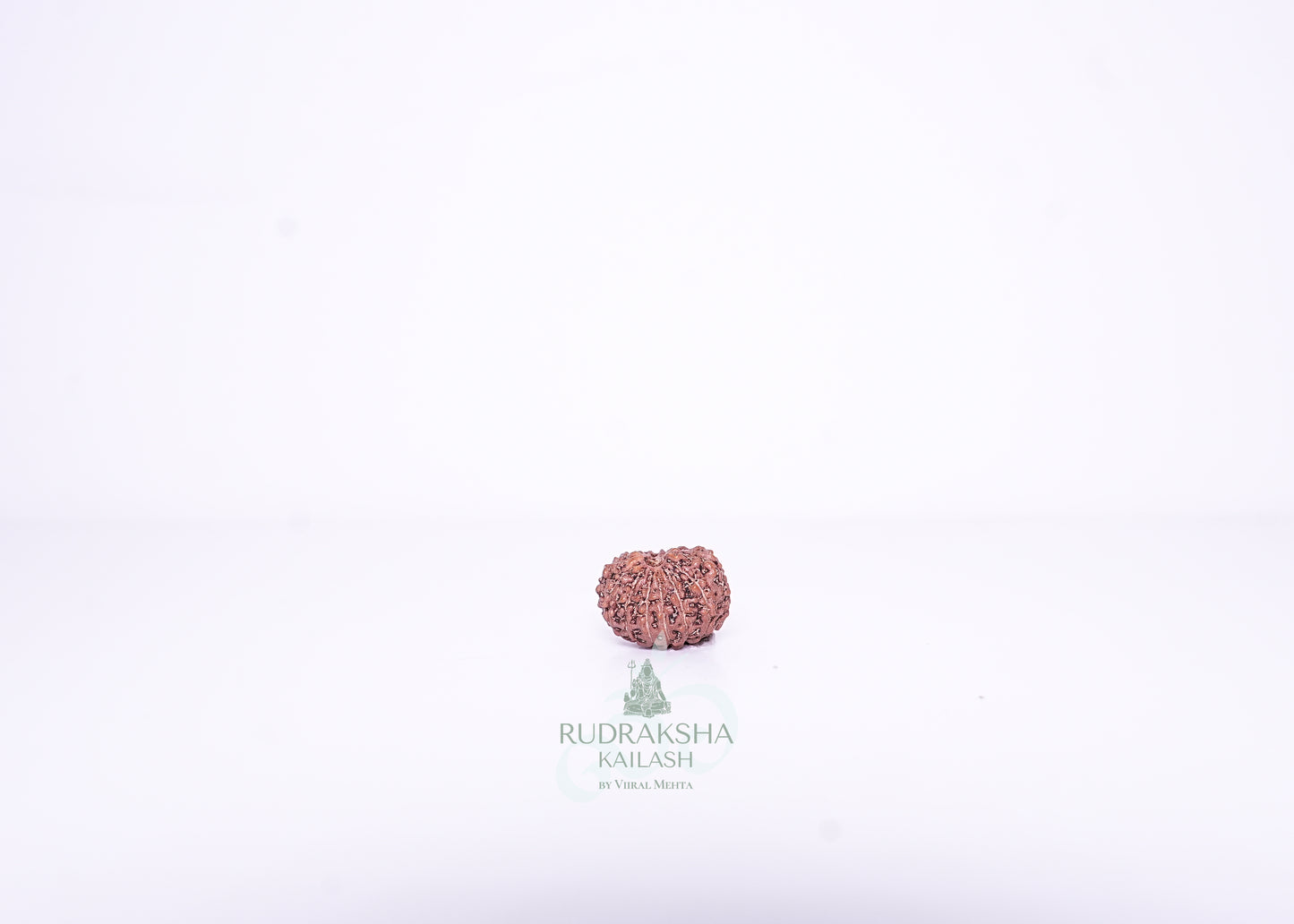 14 Mukhi Indonesian Rudraksha - 1413