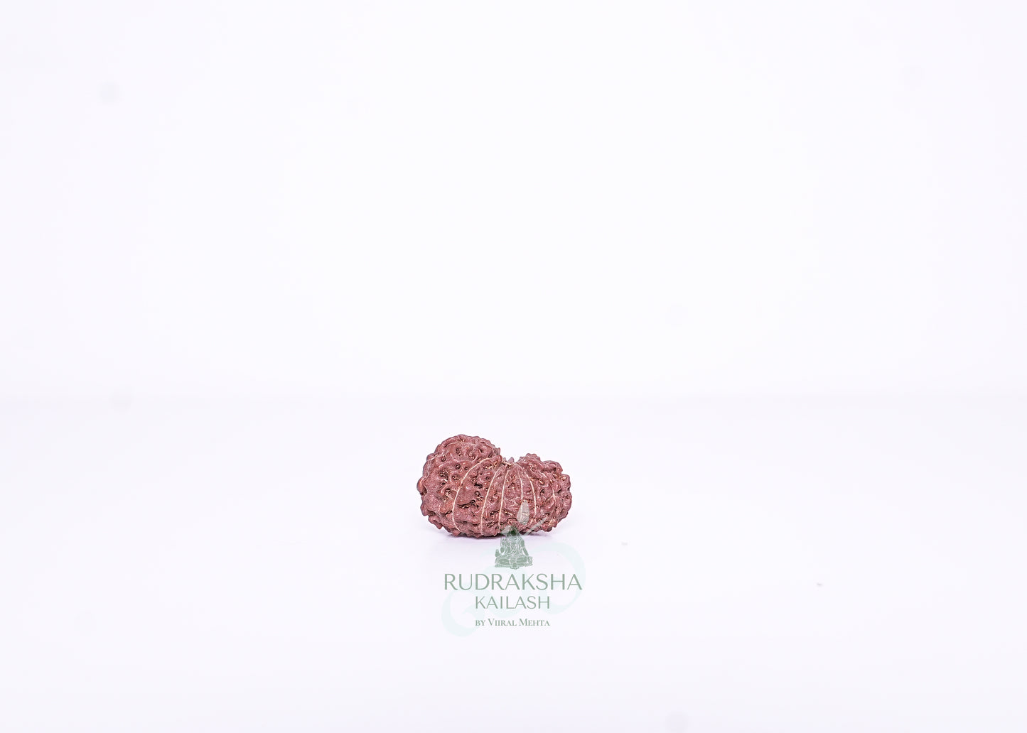 15 Mukhi Indonesian Rudraksha - 1501