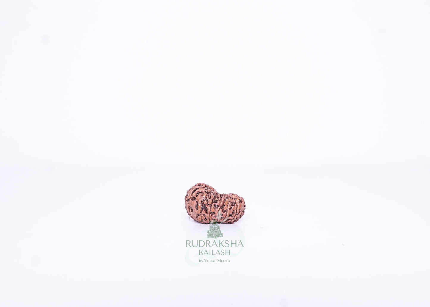15 Mukhi Indonesian Rudraksha - 1502