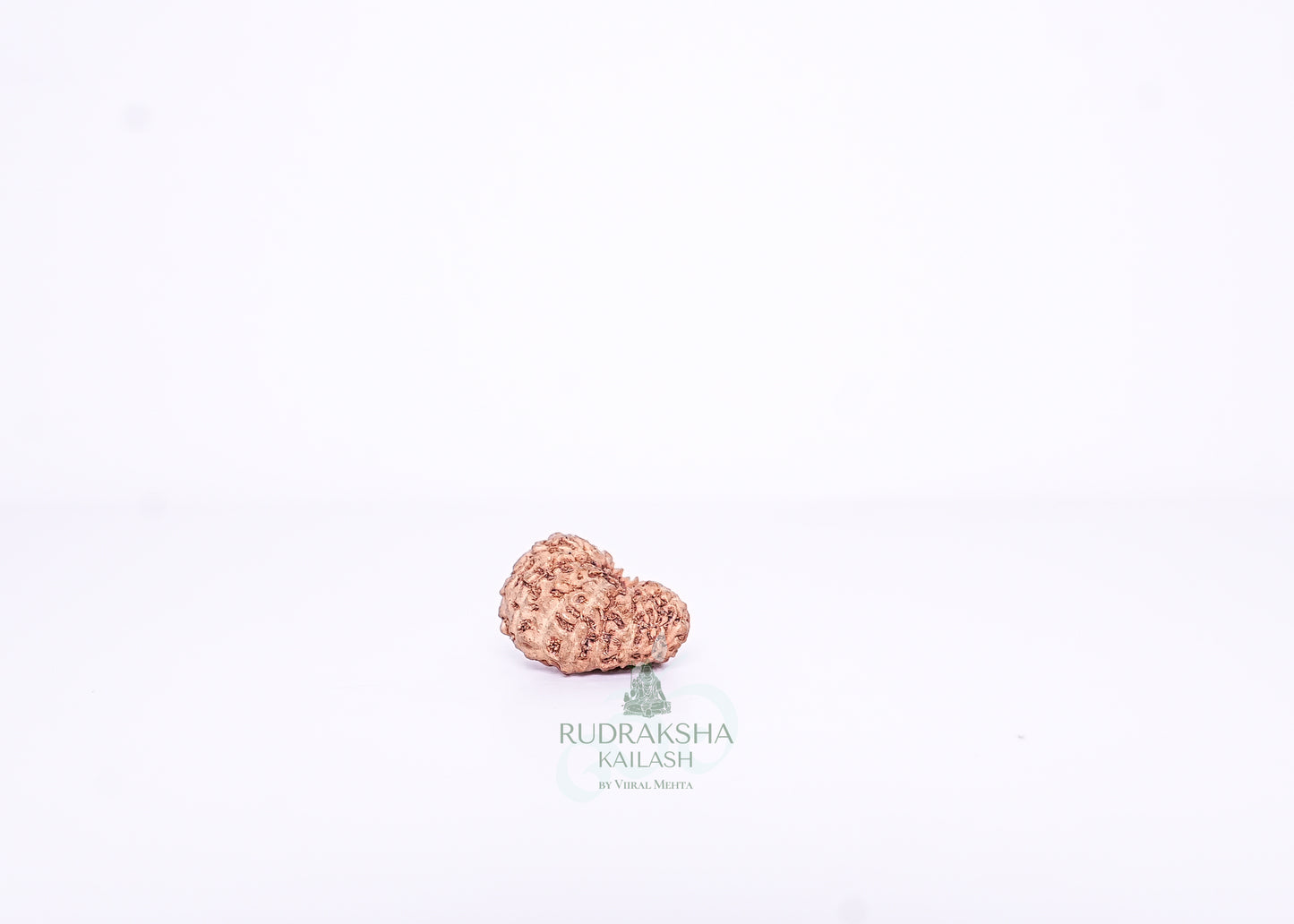 15 Mukhi Indonesian Rudraksha - 1507