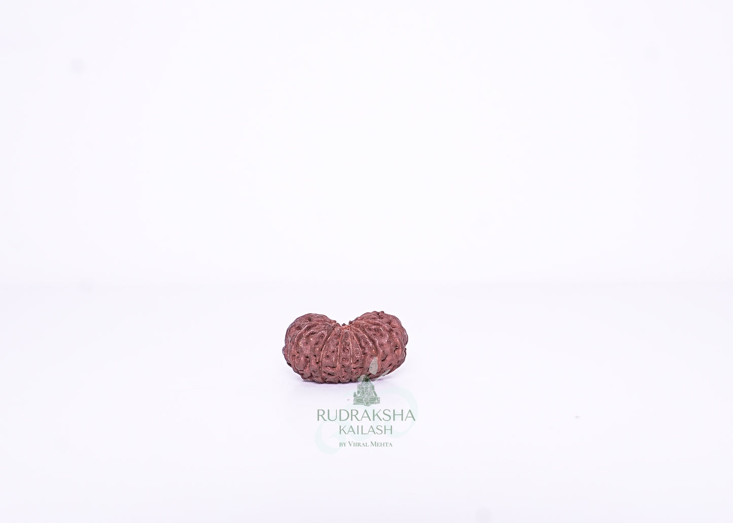 15 Mukhi Indonesian Rudraksha - 1511