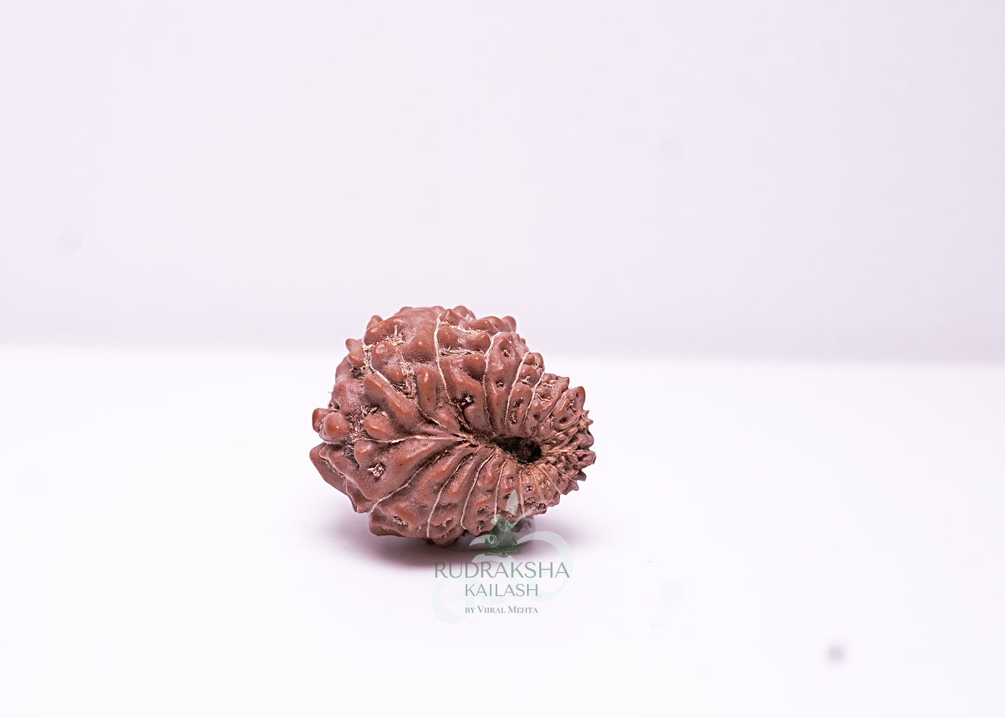 17 Mukhi Indonesian Rudraksha - 1702