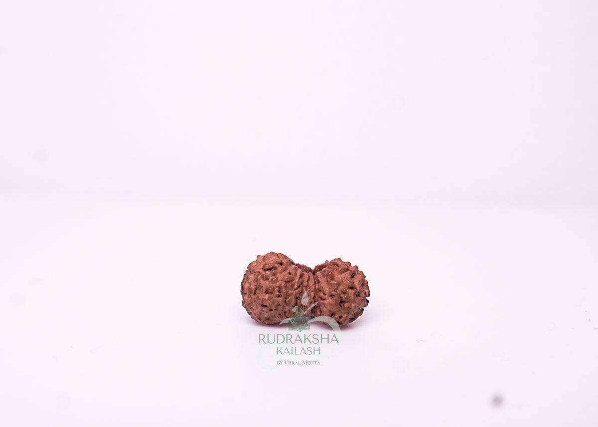 19 Mukhi Indonesian Rudraksha - 1902