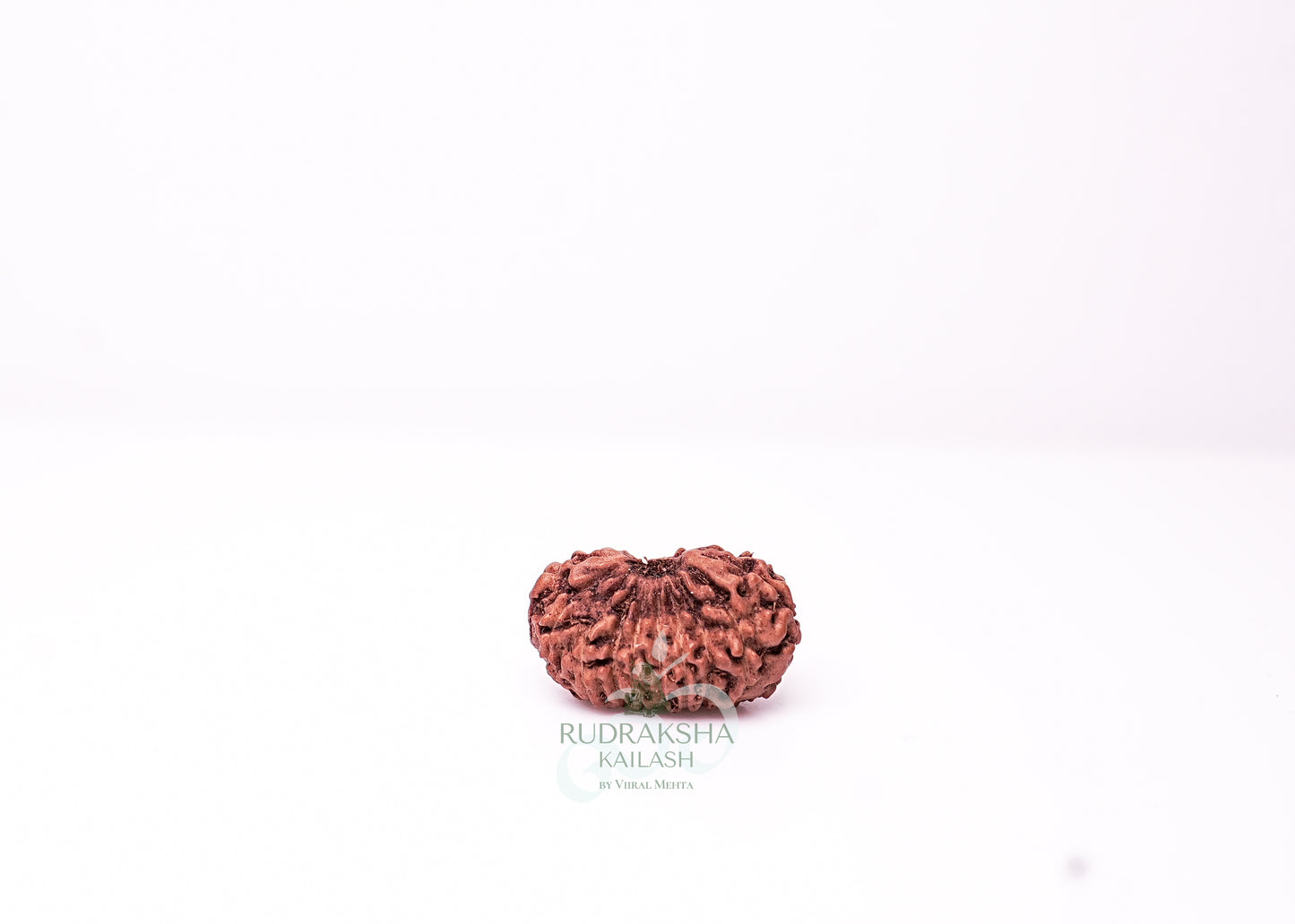 18 Mukhi Indonesian Rudraksha - 1803