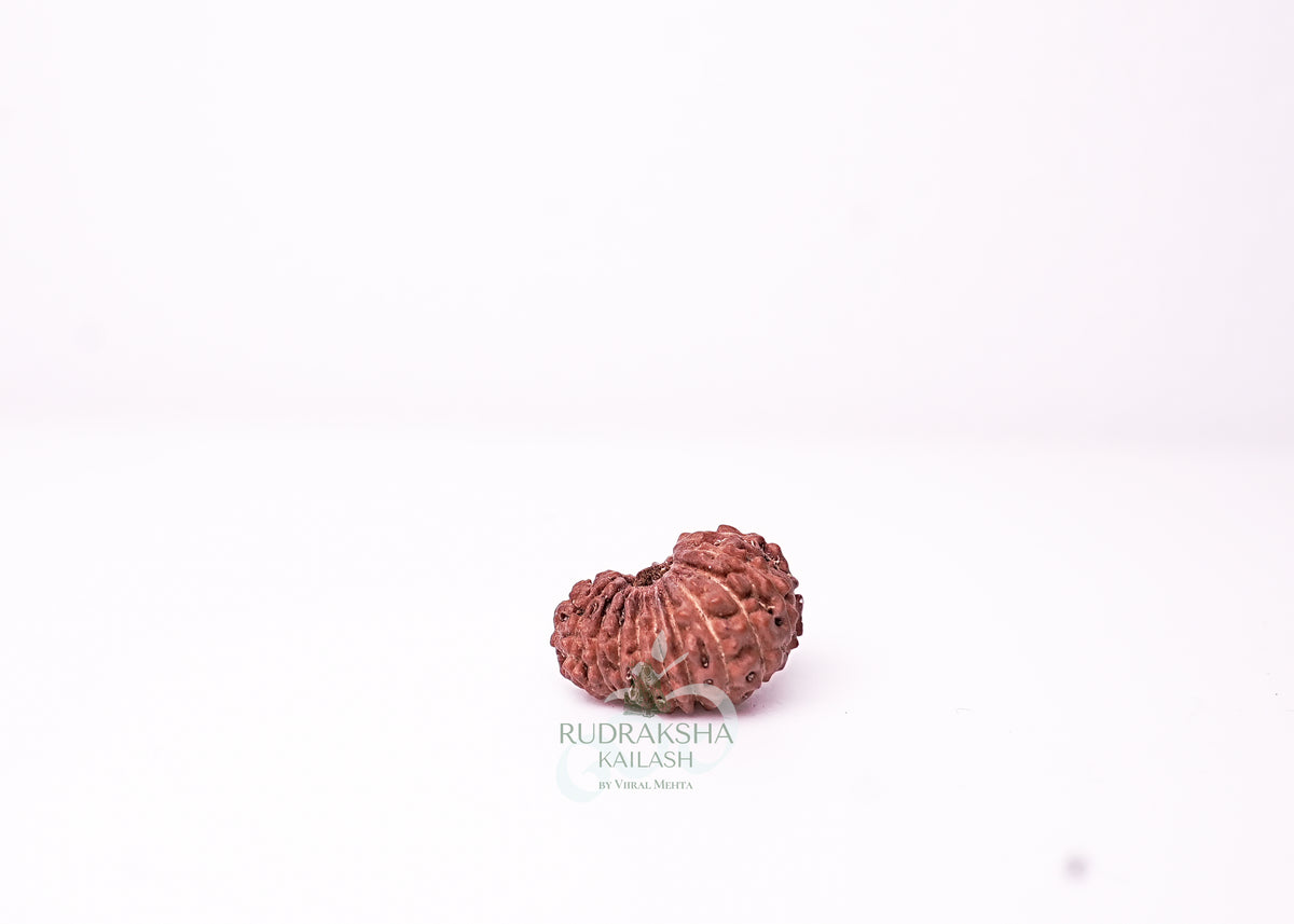 19 Mukhi Indonesian Rudraksha - 1908
