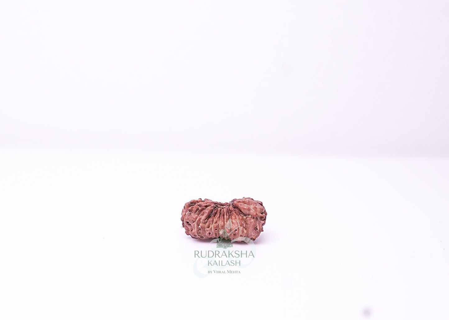 19 Mukhi Indonesian Rudraksha - 1910