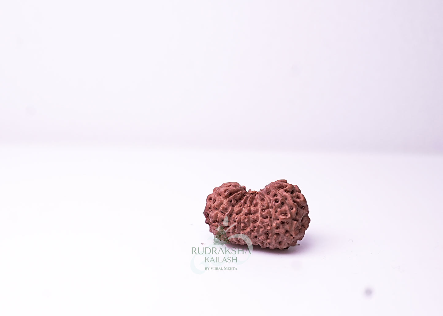 16 Mukhi Indonesian Rudraksha - 1602