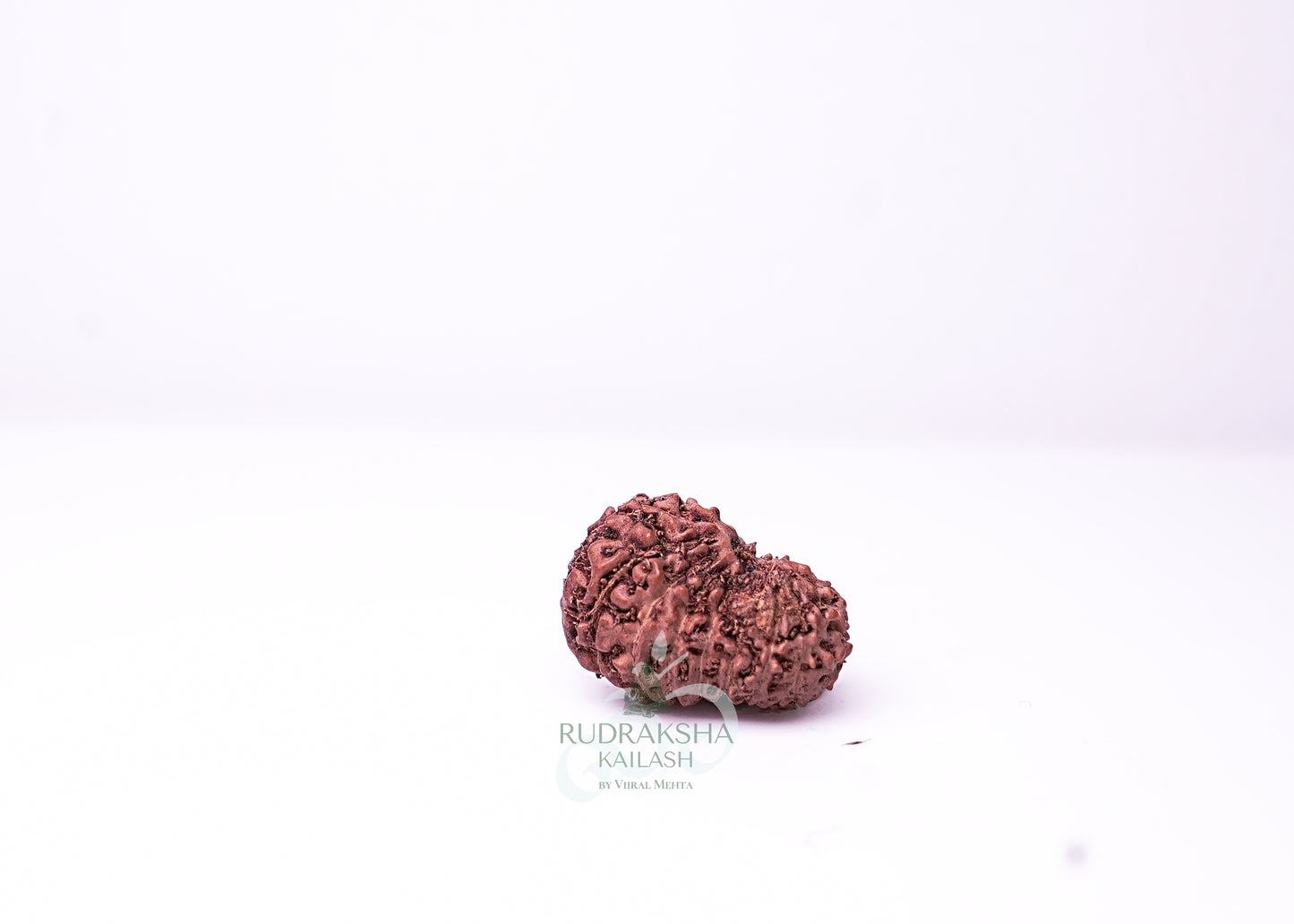16 Mukhi Indonesian Rudraksha - 1610