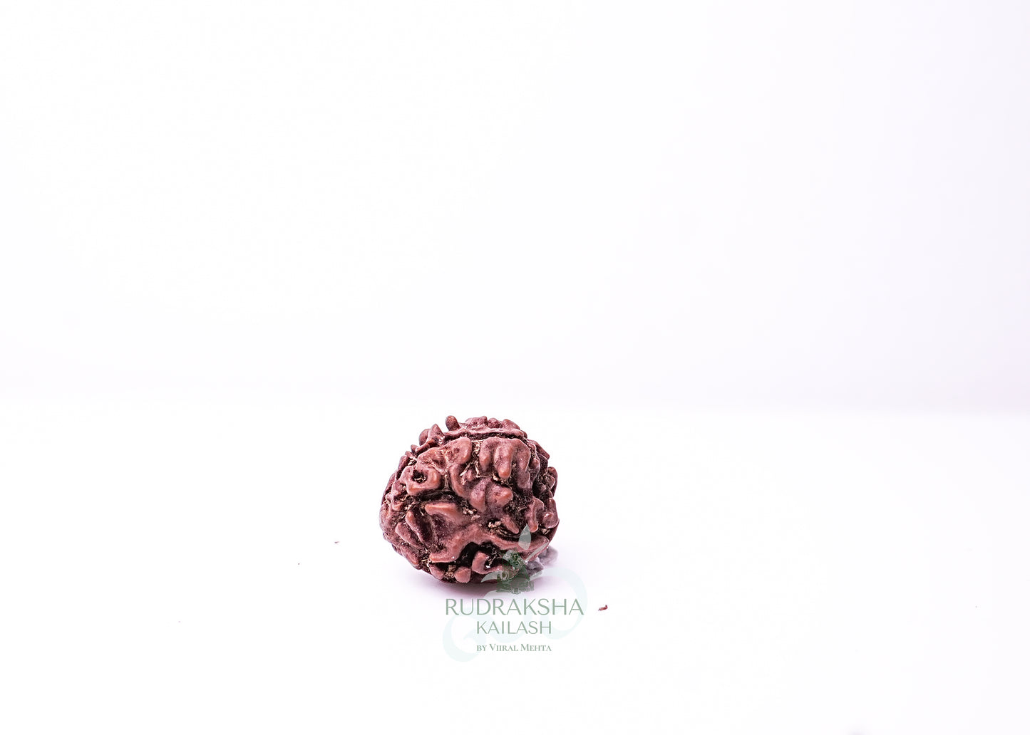 3 Mukhi Nepali Rudraksha - 0301