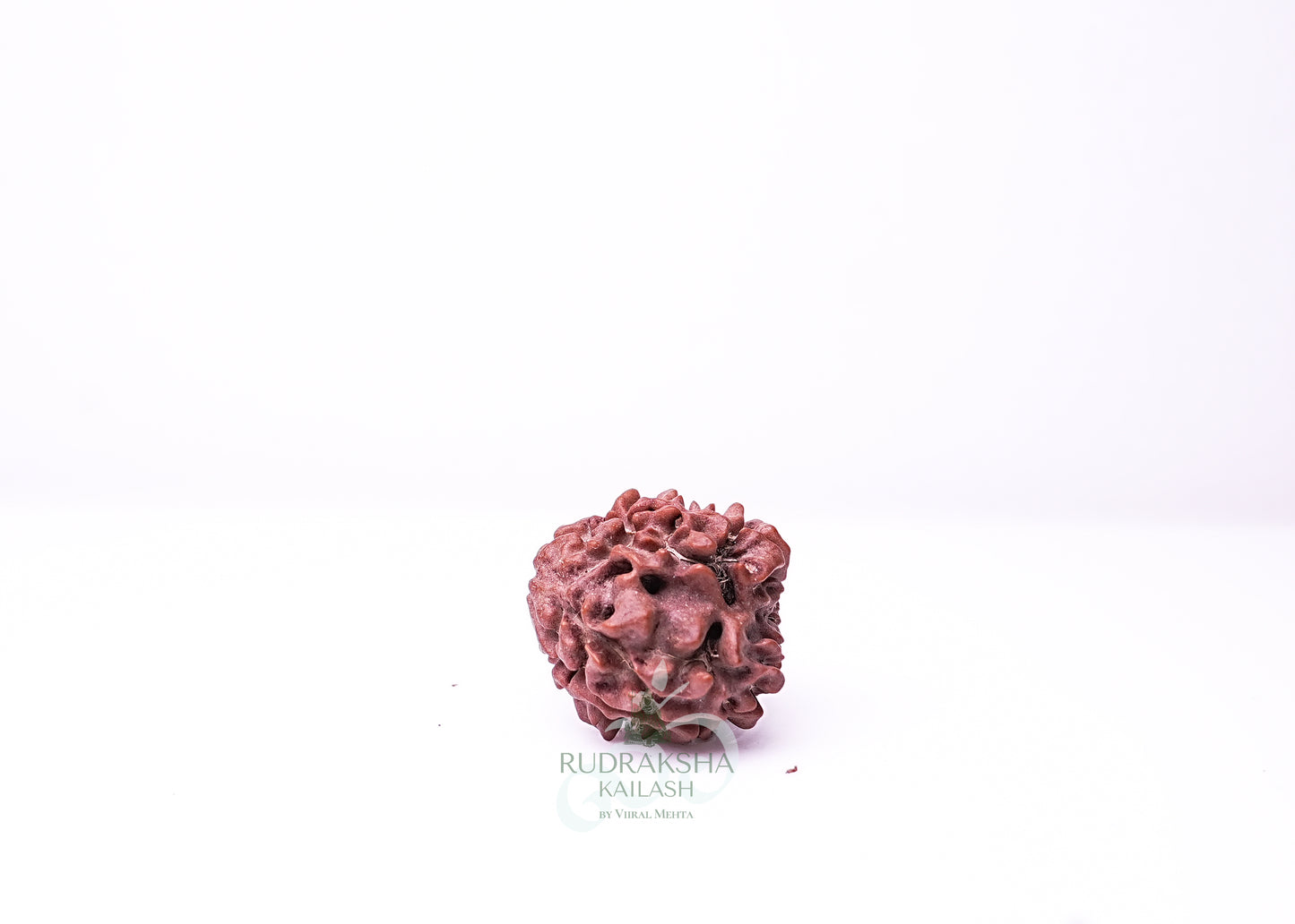 3 Mukhi Nepali Rudraksha - 0304