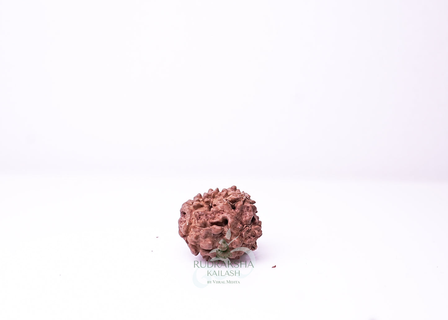 3 Mukhi Nepali Rudraksha - 0306