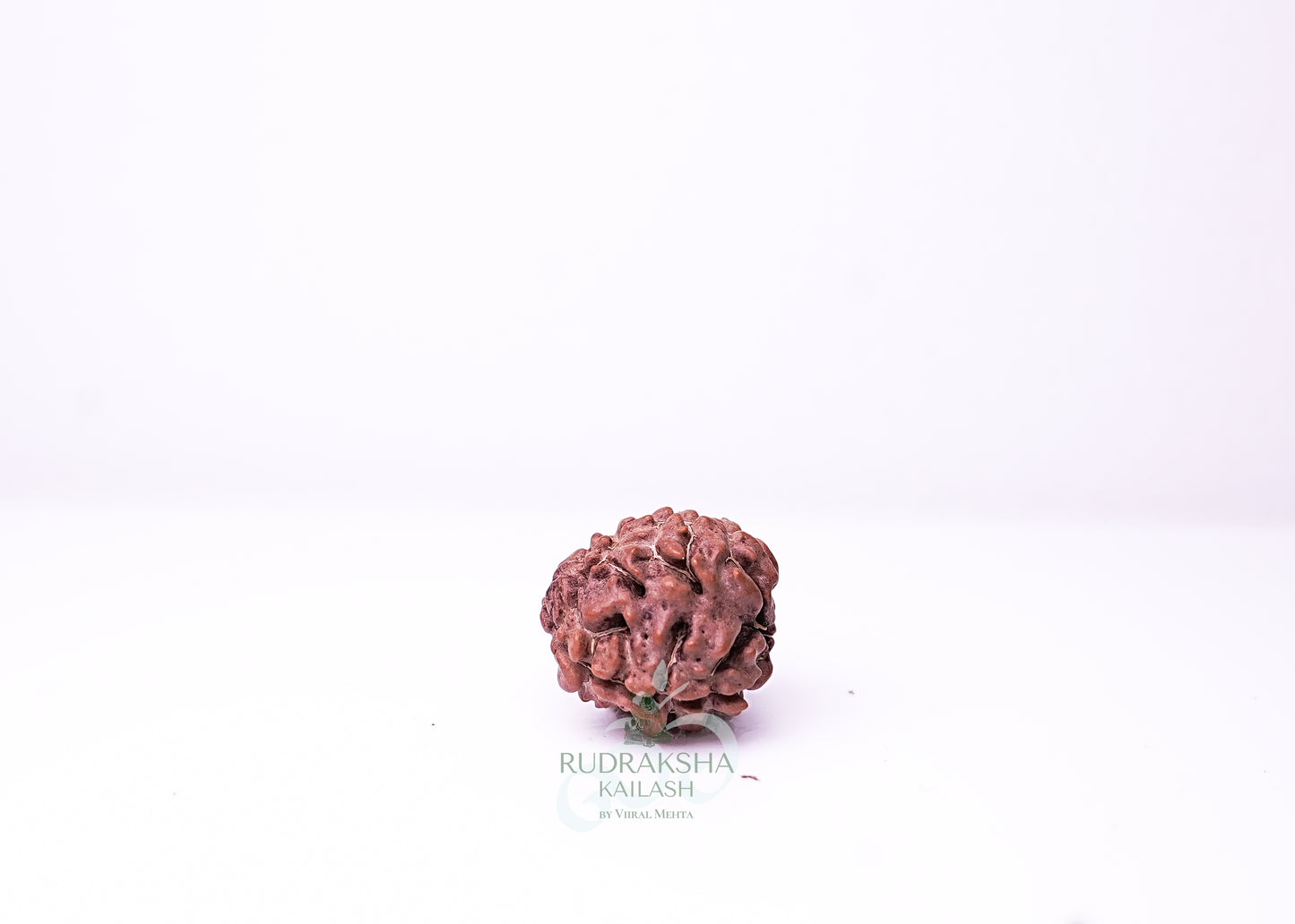 3 Mukhi Nepali Rudraksha - 0308