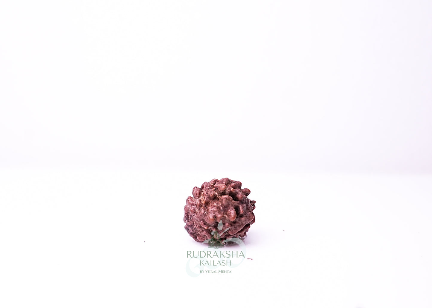 3 Mukhi Nepali Rudraksha - 0309