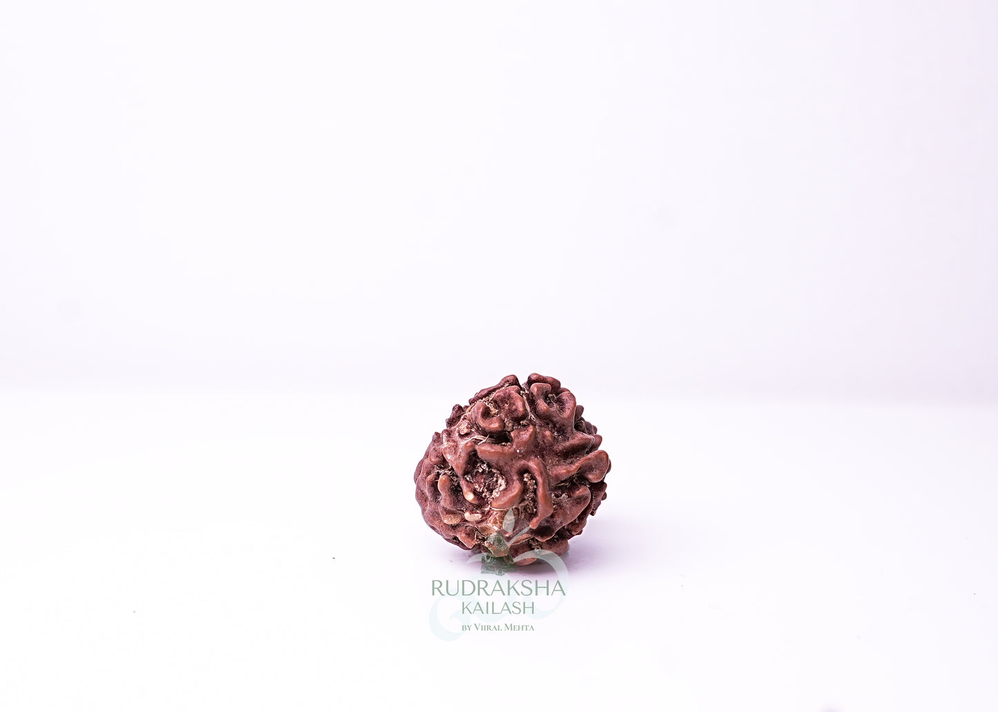 3 Mukhi Nepali Rudraksha - 0313