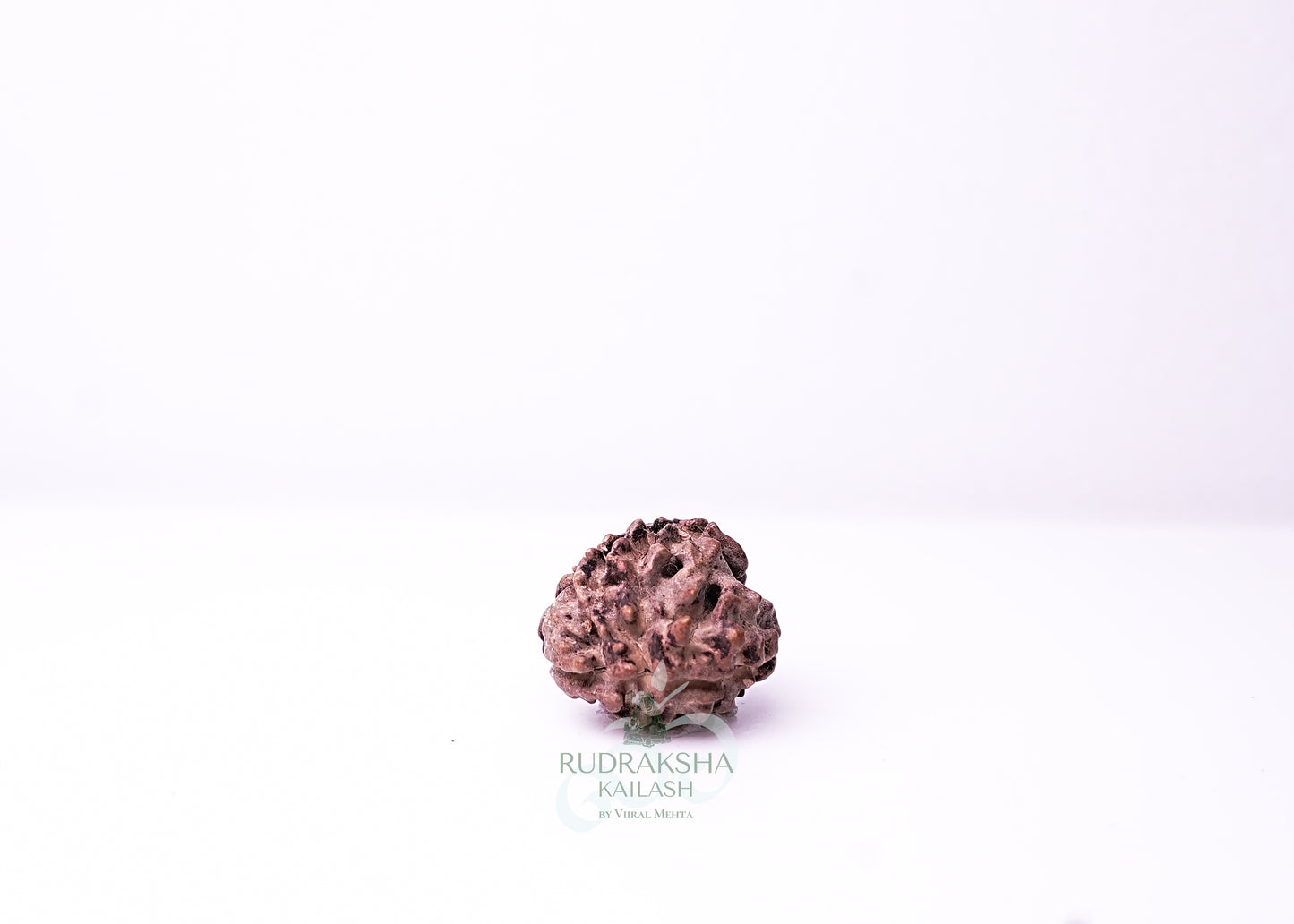 3 Mukhi Nepali Rudraksha - 0314